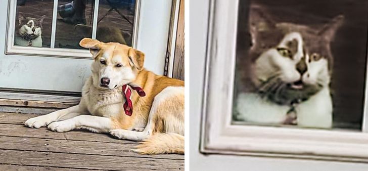 le chat de mon voisin voit un chien