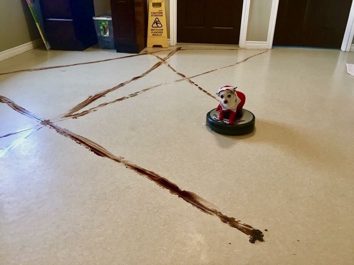 nettoyer le désordre de mon chien