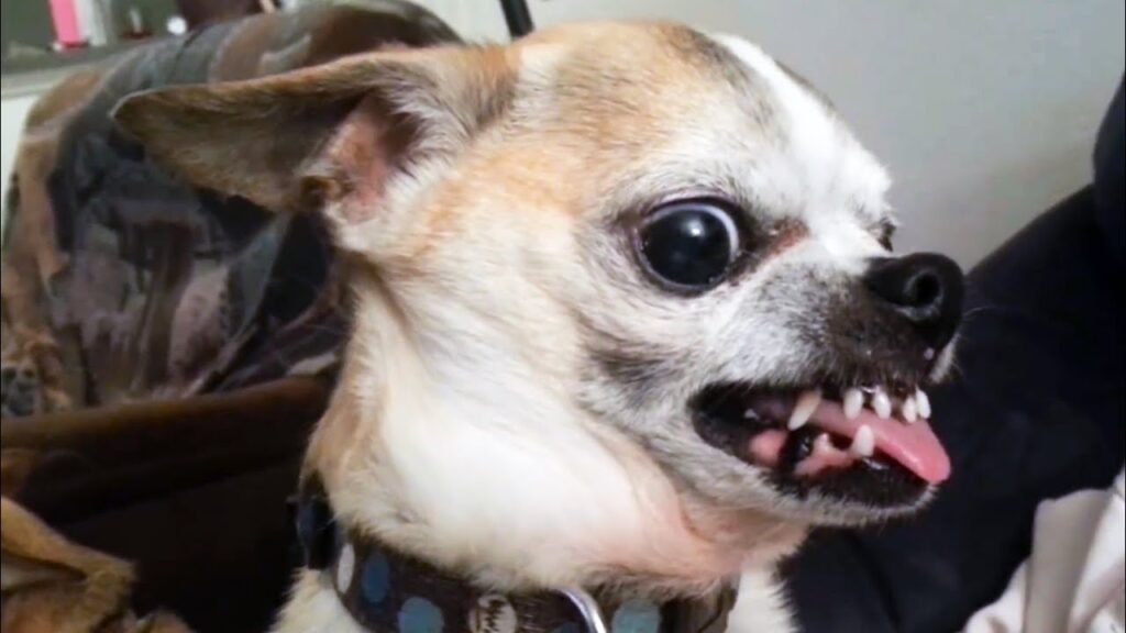 chiens dangereux