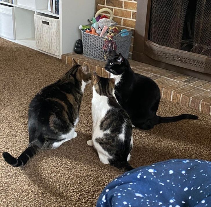 Lorsque vos chats conspirent et complotent