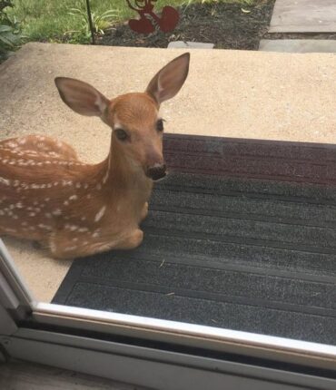 17 animaux charmants qui ont illuminé nos vies sans prévenir