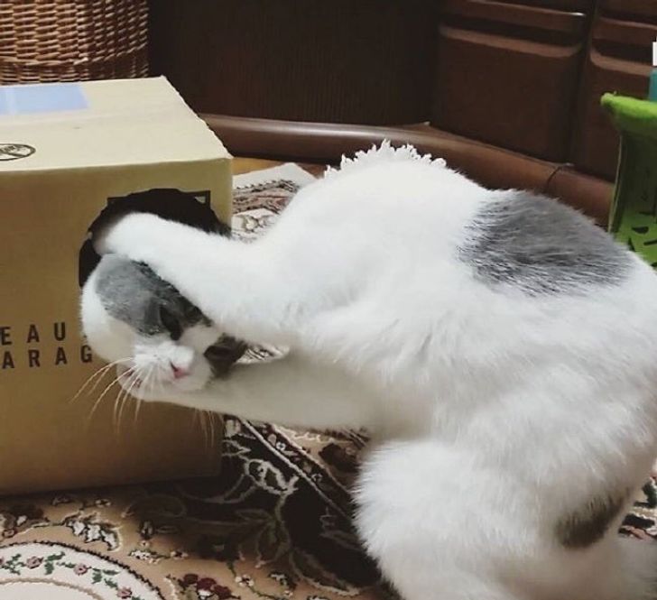 Allez Mimi, sors ta tête de cette boîte