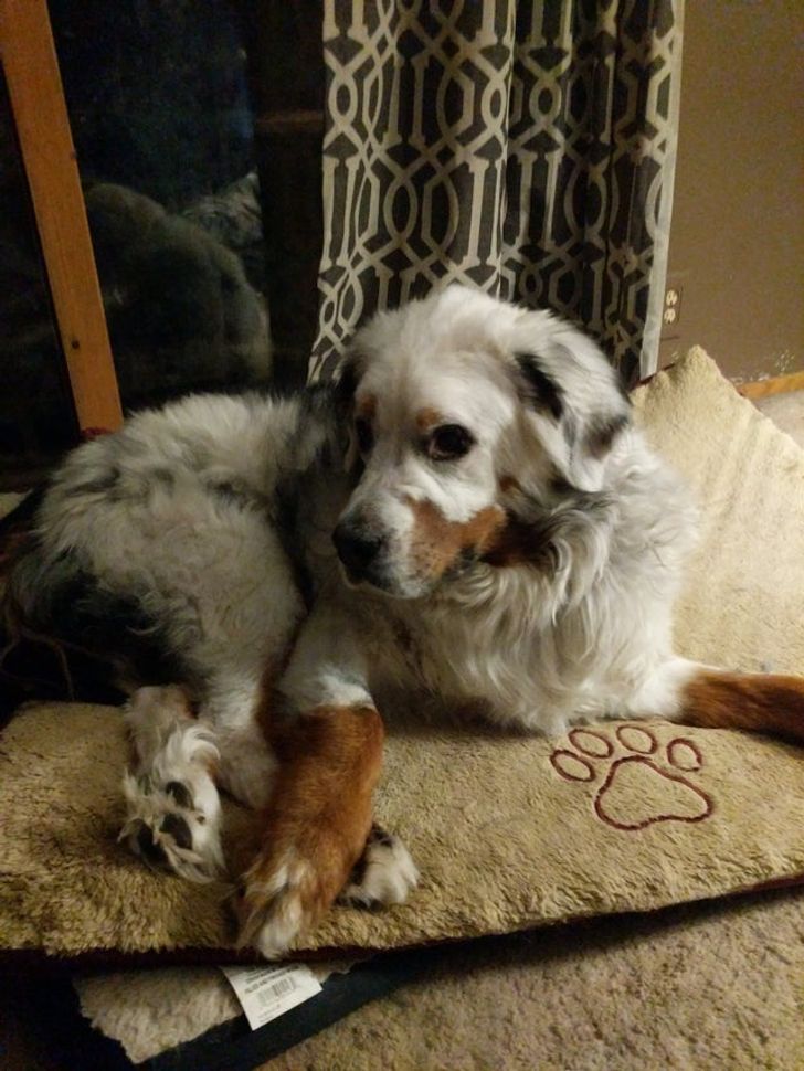 https://www.reddit.com/r/aww/comments/5vg50g/another_bernese_mountain_dog_with_vitiligo/ https://www.reddit.com/r/aww/comments/5vg50g/another_bernese_mountain_dog_with_vitiligo/