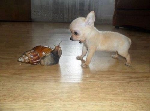 20 chiens les plus minuscules