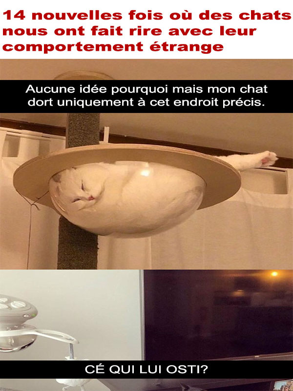 cha