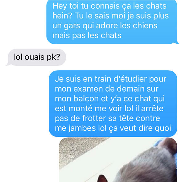 cat