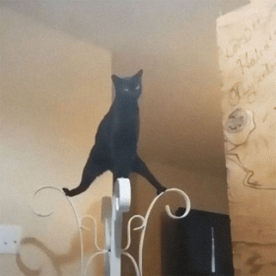 chats-font-choses-bizarres-017