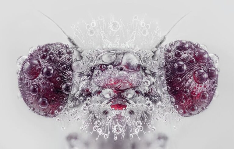 Portraits d&rsquo;insecte