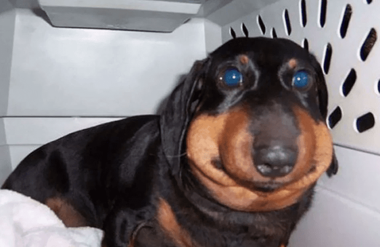 ces pauvres 20 chiens savaient qu’il ne fallait jamais embêter une abeille