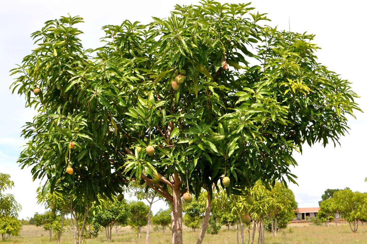 Origines du bois de manguier