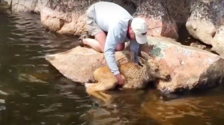 aident animaux bébé des leau maman Moose pêcheurs sauver son 