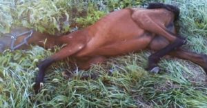 Un adolescent a trouvé un cheval affamé dans un fossé et a totalement changé sa vie !