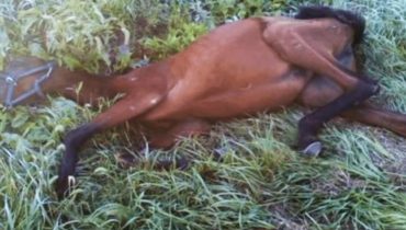 adolescent affamé animaux changé cheval dans fossé totalement trouvé vie 