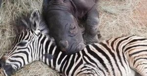 Le bébé zèbre et le veau de rhinocéros orphelins se sont guéris et ne peuvent pas arrêter de se câliner la nuit |  Animaux