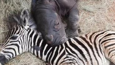 Le bébé zèbre et le veau de rhinocéros orphelins se sont guéris et ne peuvent pas arrêter de se câliner la nuit |  Animaux