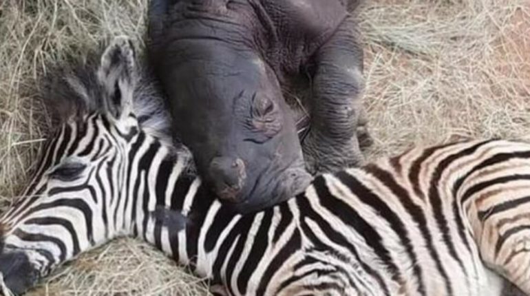 animaux arrêter bébé câliner guéris nuit orphelins pas peuvent rhinocéros sont veau zèbre 