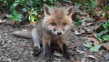 adorable animaux bébé été mère pleurer renard retrouvé sauvé seul train 