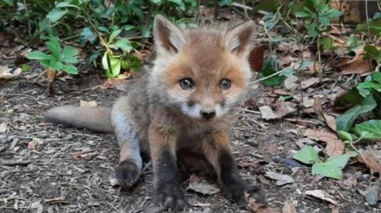 adorable animaux bébé été mère pleurer renard retrouvé sauvé seul train 