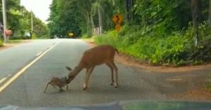 Vidéo touchante montrant une mère cerf sauvant son bébé effrayé de l’autoroute