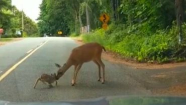 animaux bébé cerf effrayé lautoroute mère montre sauvant son touchante une vidéo 