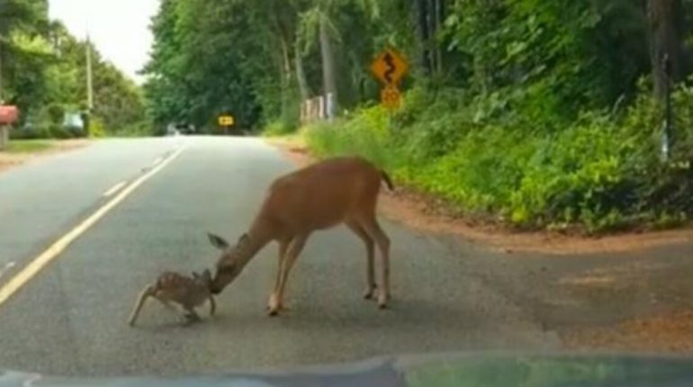 animaux bébé cerf effrayé lautoroute mère montre sauvant son touchante une vidéo 