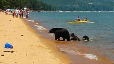 animaux Bear Californie journée Mama milieu nager oursons ses vont 