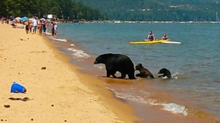 animaux Bear Californie journée Mama milieu nager oursons ses vont 