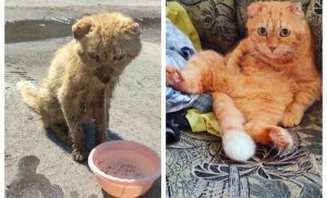 Ces chats, avant et après leur adoption, montrent la différence que peut faire un foyer aimant