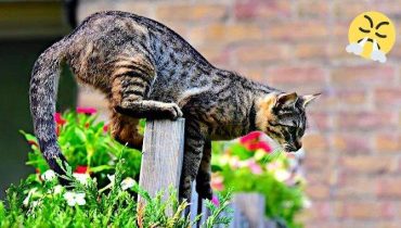 Repousser le chat des voisins de votre jardin