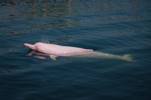 Incroyable ! Un dauphin rose rare filmé dans les eaux de Louisiane !