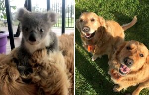 Un Golden Retriever a sauvé un bébé Koala abandonné