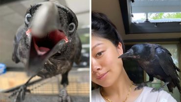 Elle a sauvé un bébé corbeau, et ses matinées ne sont plus les mêmes