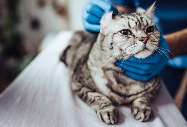 Doctor veterinarian at clinic