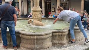 Un chien qui batifole dans une fontaine fait rire la foule
