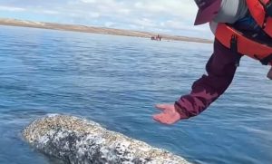 Une baleine s’approche d’un capitaine et lui demande quelque chose d’inhabituel, un moment incroyable filmé en vidéo