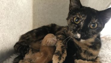 Une chatte enceinte abandonnée à Woodlands est retrouvée par un promeneur de chiens