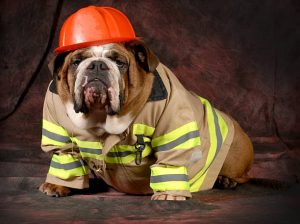 Un chien sauve sa famille d’un incendie : une histoire qui fait chaud au cœur