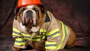 Un chien sauve sa famille d’un incendie : une histoire qui fait chaud au cœur