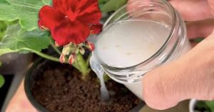 Cultivez des Géraniums à la Maison : Astuces de Propagation Gratuite