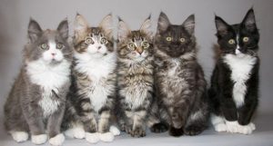 Les chats Maine Coon : Les gentils géants du monde félin