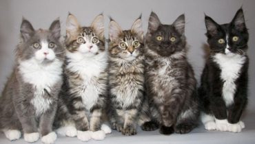 Les chats Maine Coon : Les gentils géants du monde félin