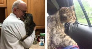 Un chat âgé trouve son foyer pour la vie à 15 ans