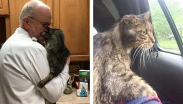 Un chat âgé trouve son foyer pour la vie à 15 ans