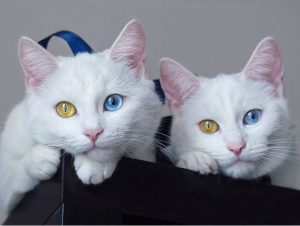 Les plus beaux chats jumeaux du monde