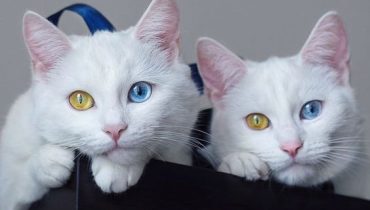 Les plus beaux chats jumeaux du monde