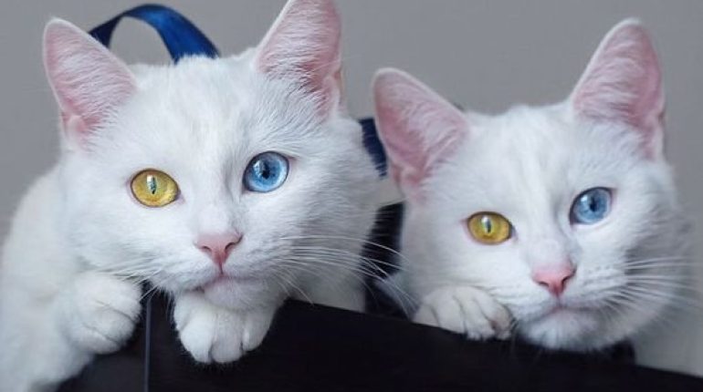 animaux beauté célébration. Chats jumeaux génétique histoire d'origine Internet lien médias sociaux merveilles. nature singularité unicité 