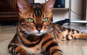 Thor, le chat bengal, est le plus beau chat de la planète