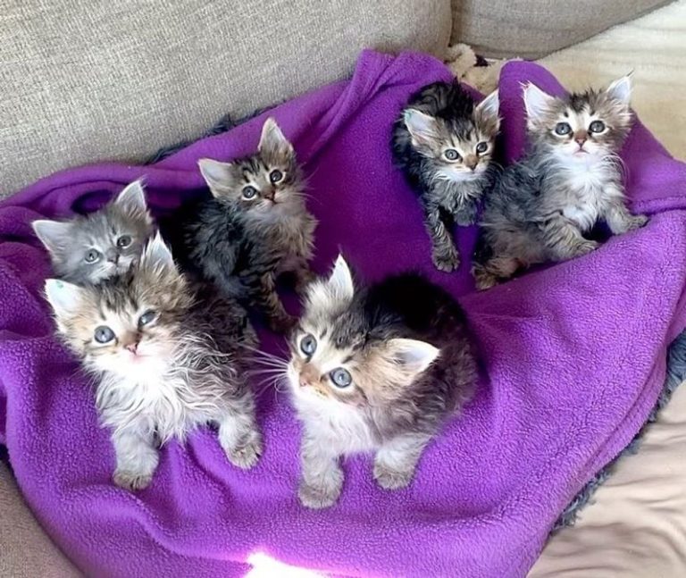 1697943263_403_Cat-Entrusts-Kind-People-with-6-Kittens-So-She-Can