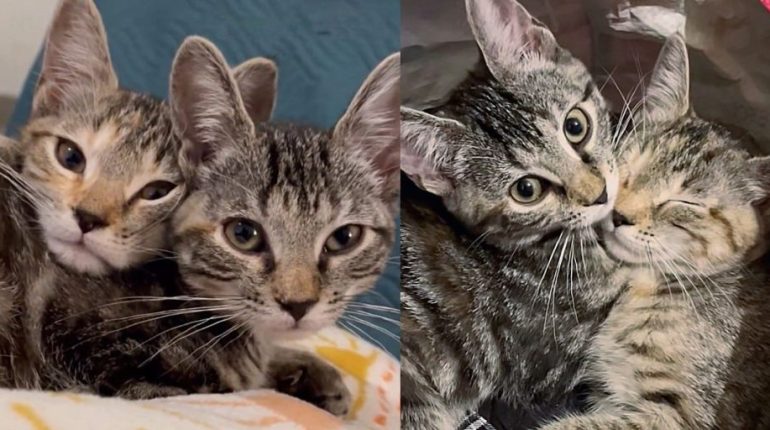 abandonnés adoption affection Alyssa amour câlins chatons famille d'accueil feline Foster jeu joyeux liens mignons organisation Petco sauvetage soins 