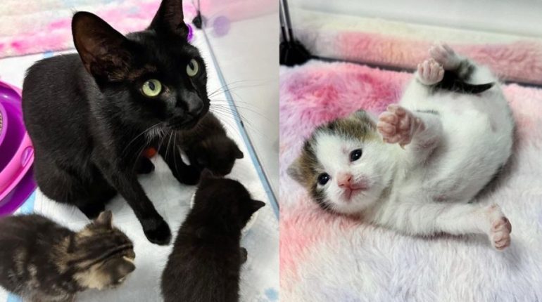 adoption amour bonheur. chat chatons famille maternité Mellissa puces sauvetage soins Tiny but Mighty Kitten Rescue 